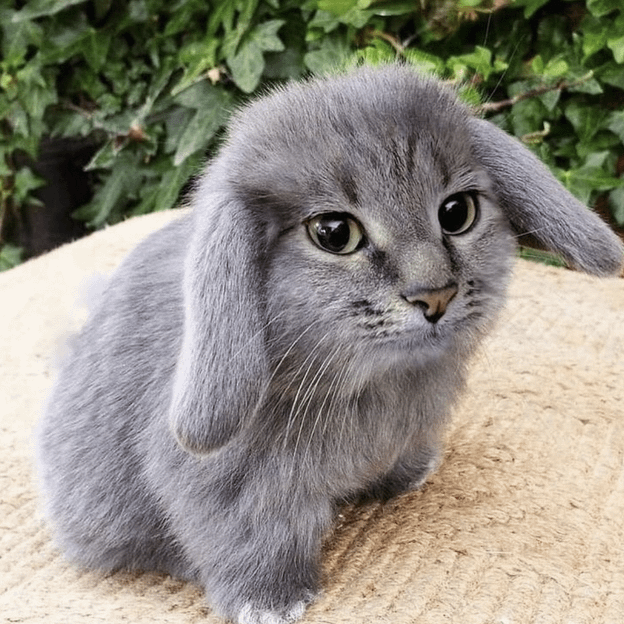 cabbit